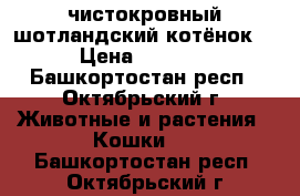 чистокровный шотландский котёнок  › Цена ­ 1 500 - Башкортостан респ., Октябрьский г. Животные и растения » Кошки   . Башкортостан респ.,Октябрьский г.